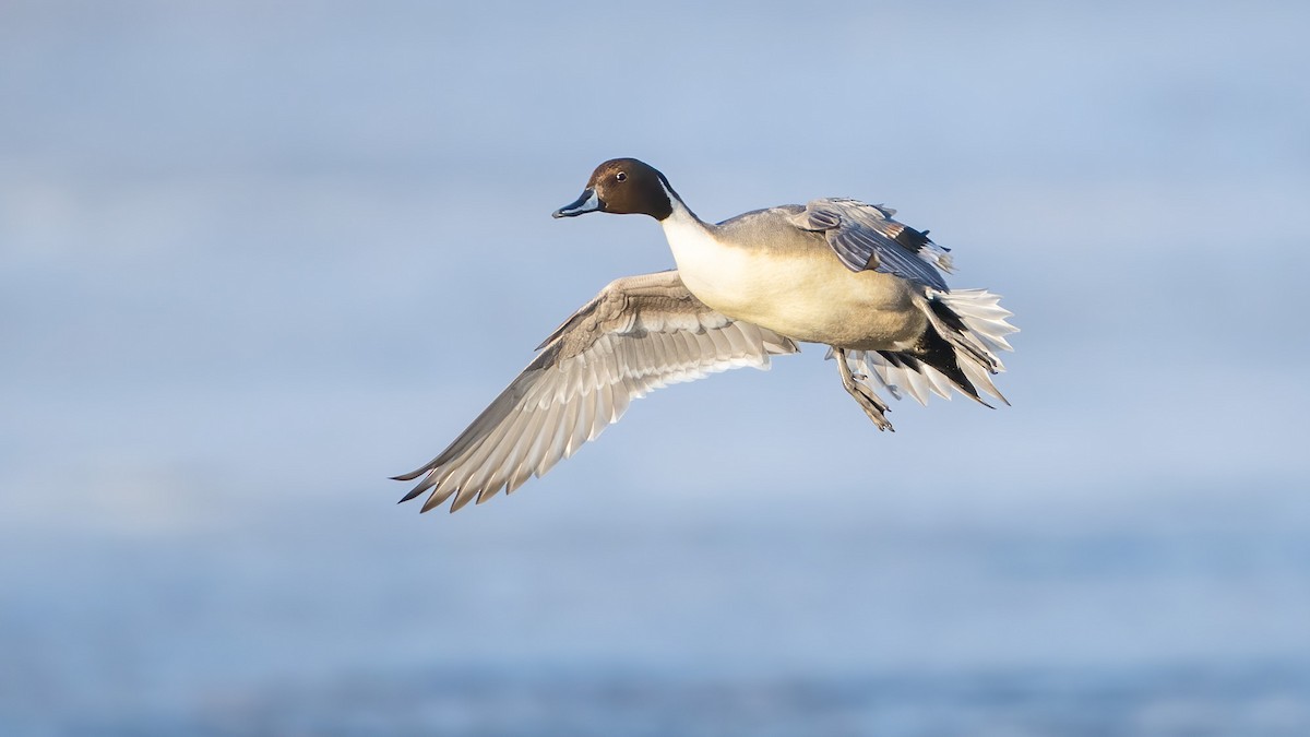 Northern Pintail - Justin Griggs