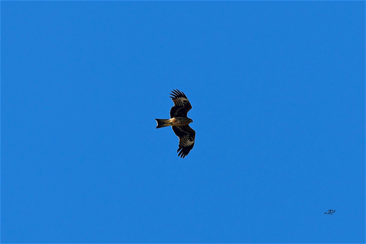 Black Kite (Black-eared) - ML506731501