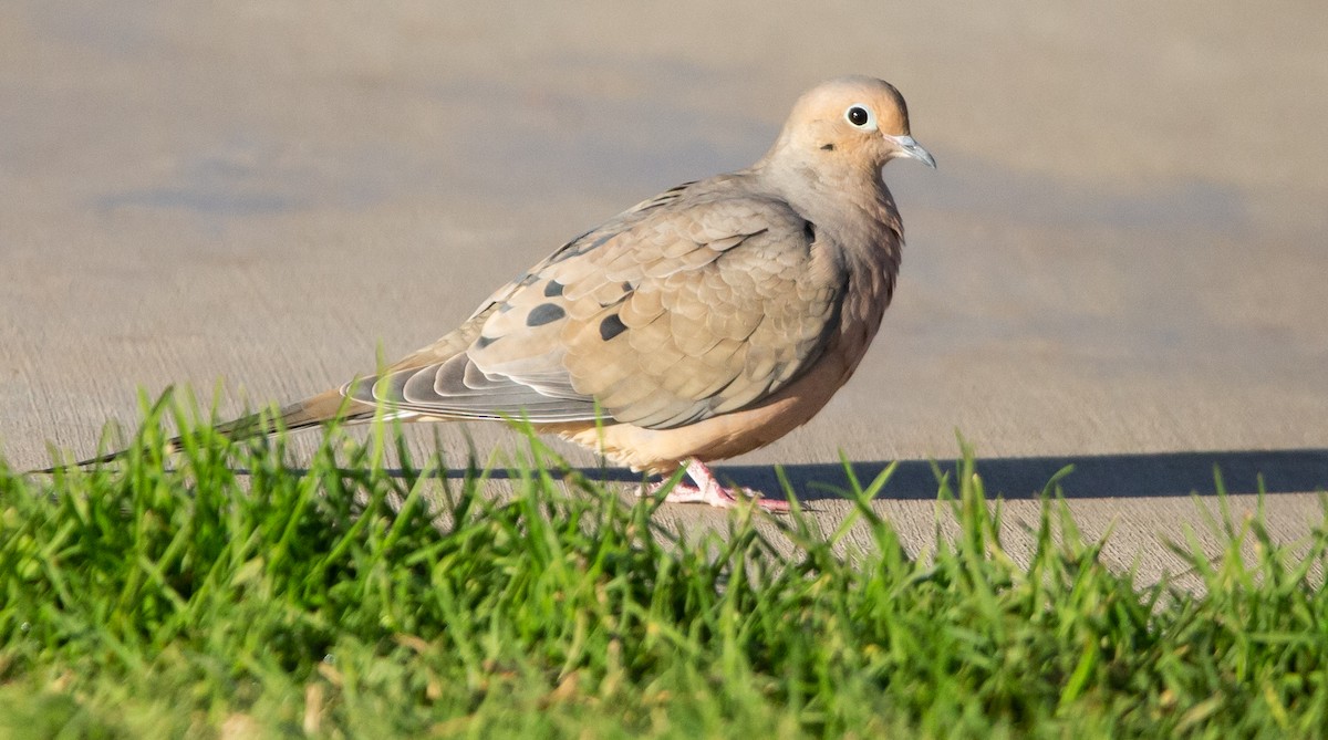 EBird Checklist 23 Nov 2022 Griffith Park Old Zoo Trails 35 Species   1200