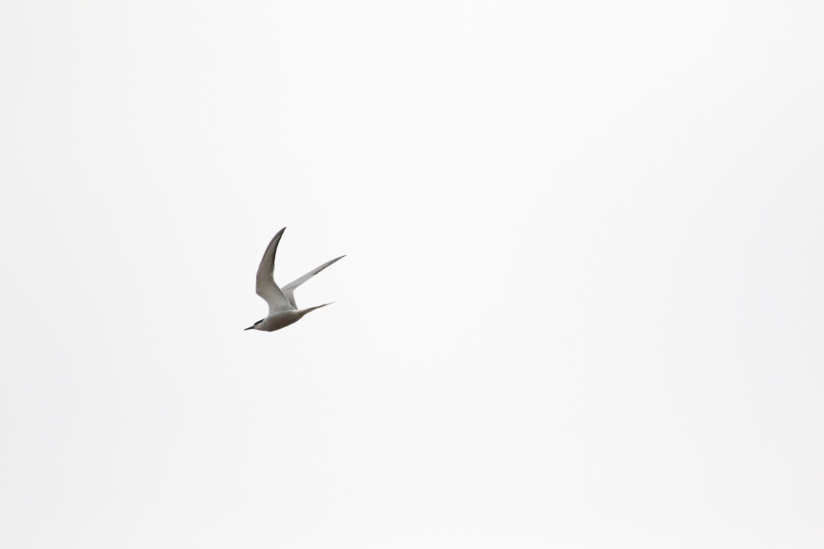 Common Tern - Tiantian Zhao