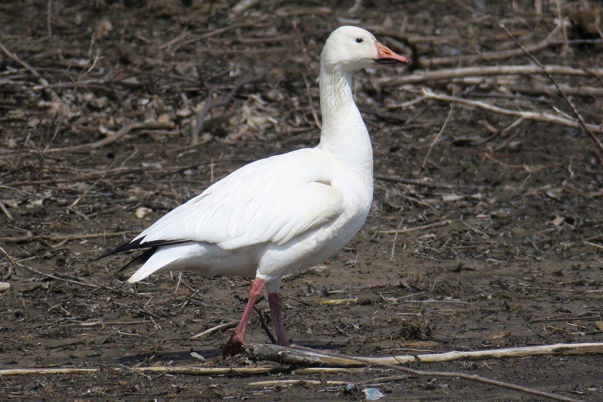 Snow Goose - Rishi Palit