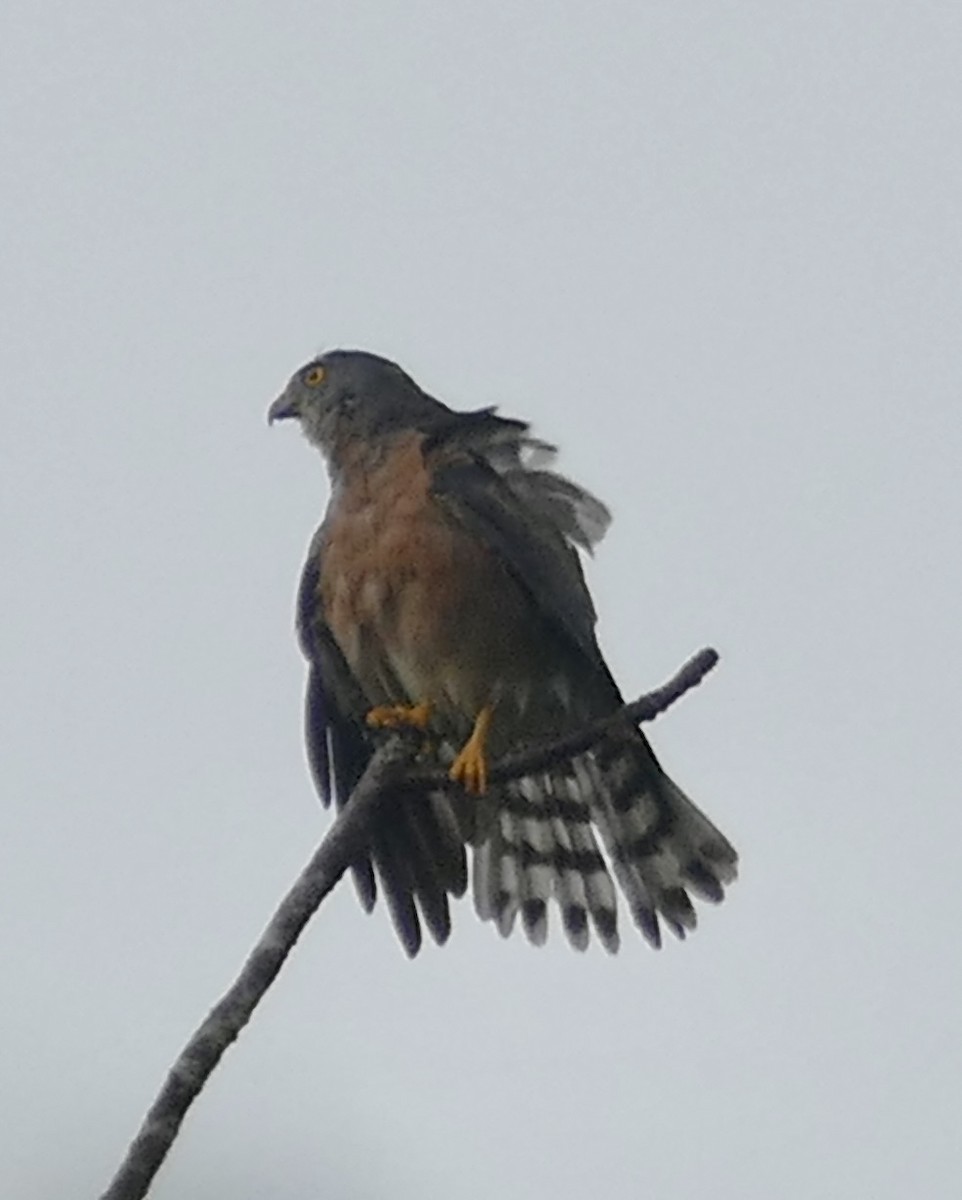 Chinese Sparrowhawk - ML506751141