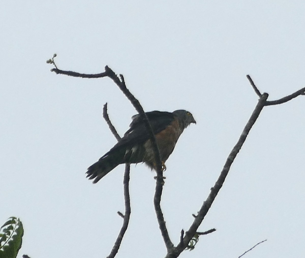 Chinese Sparrowhawk - Jean-Paul Boerekamps