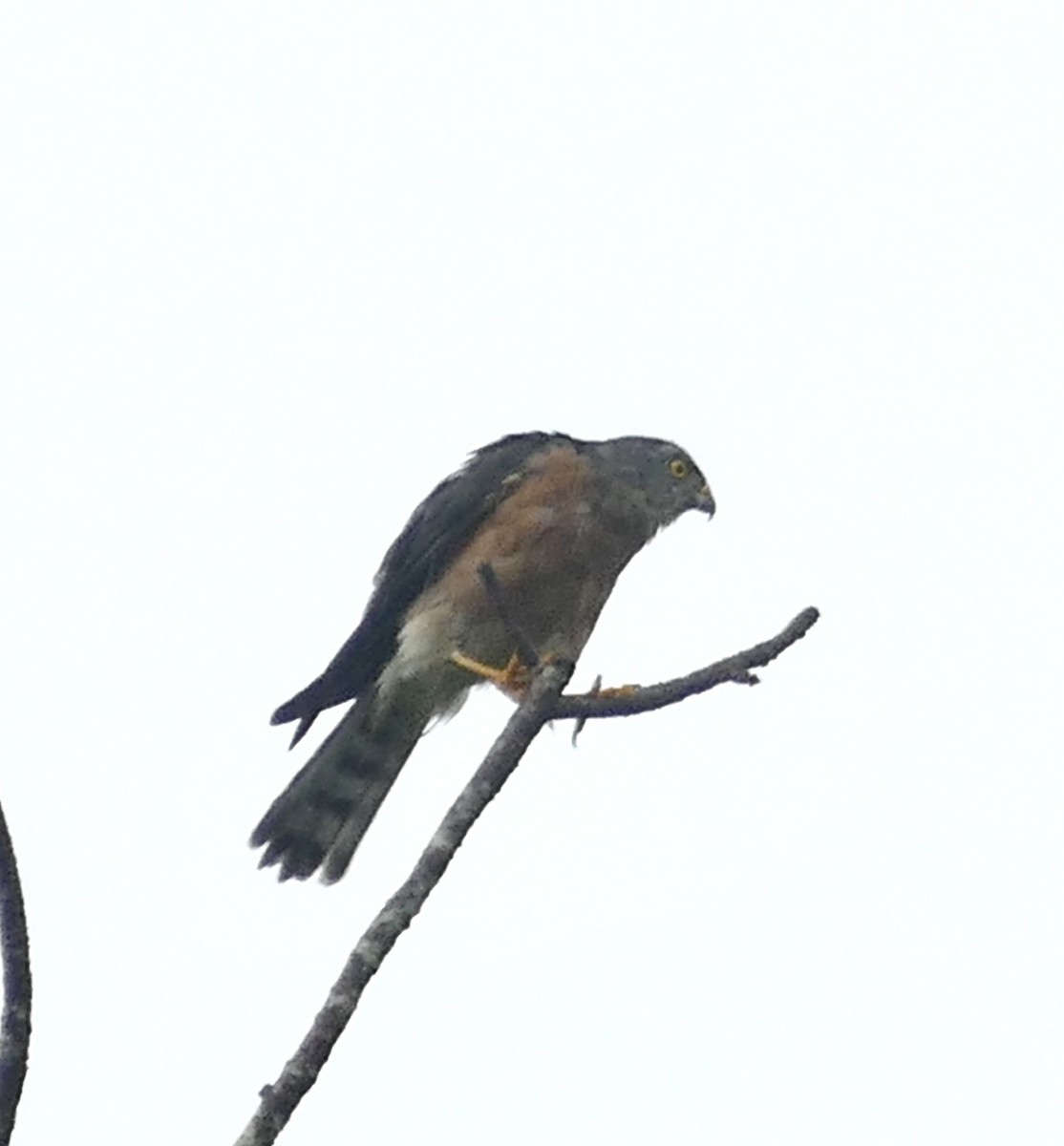 Chinese Sparrowhawk - ML506751161