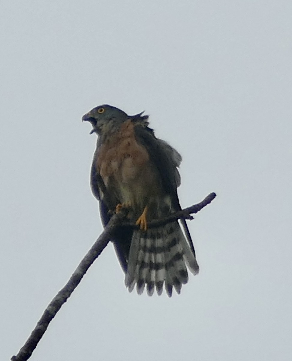 Chinese Sparrowhawk - ML506751171