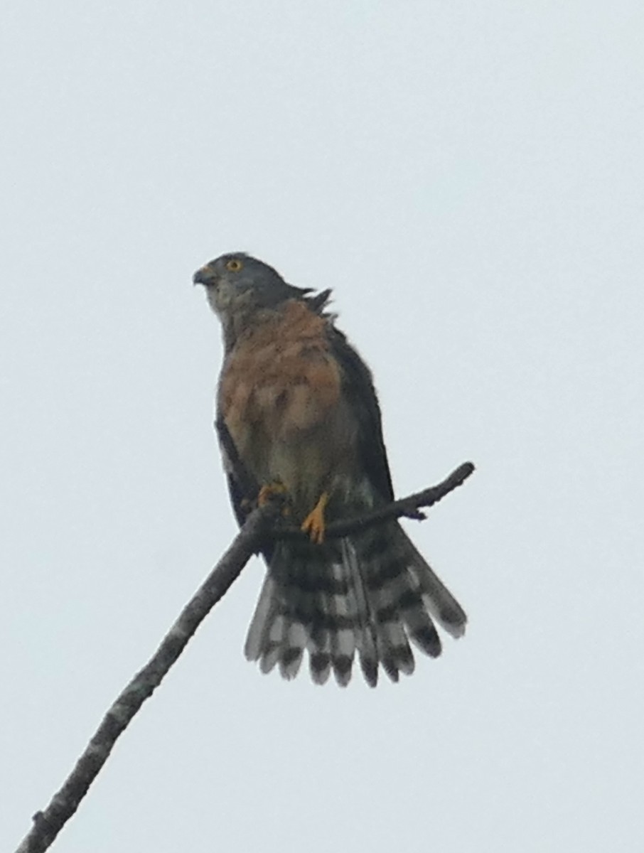 Chinese Sparrowhawk - ML506751181