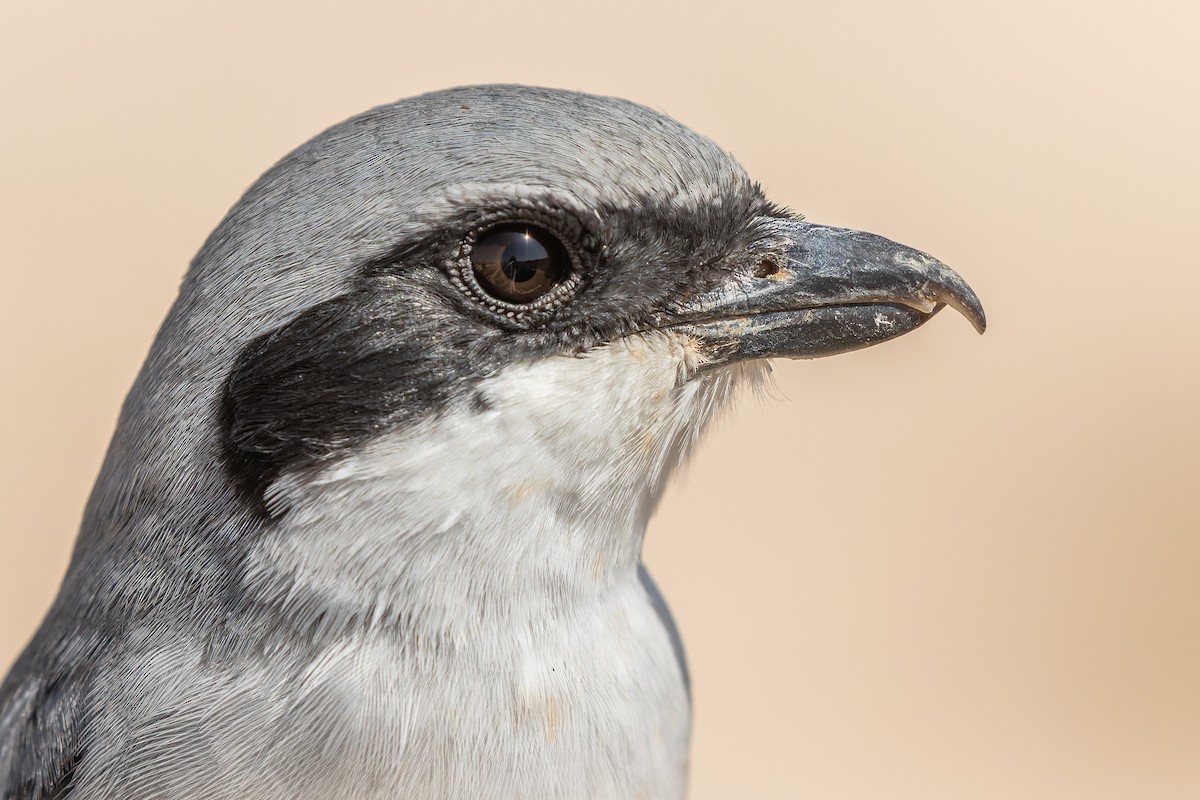 Great Gray Shrike (Arabian) - Joachim Bertrands