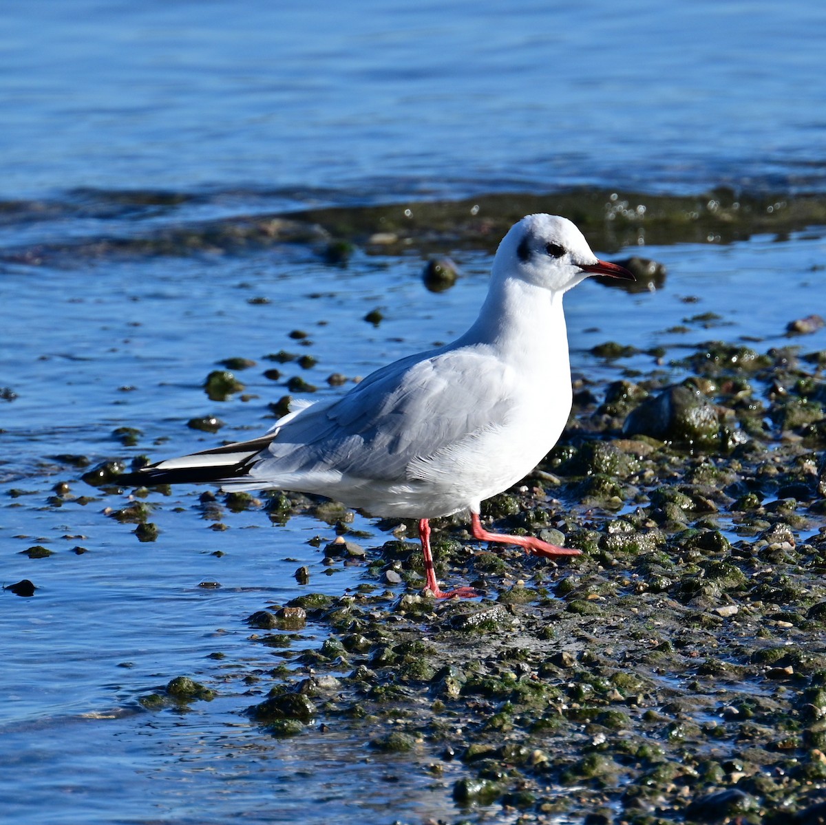 Mouette rieuse - ML506761151