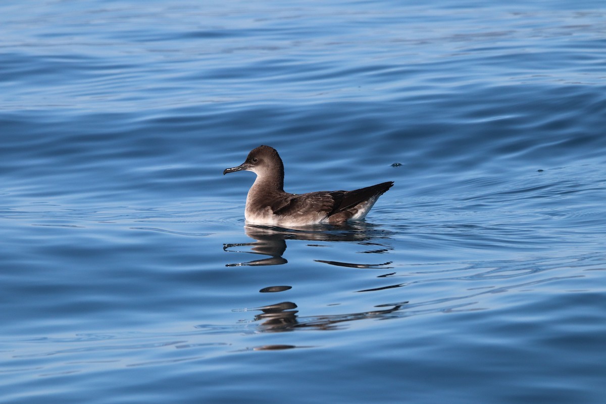 Hutton's Shearwater - Ross Brown