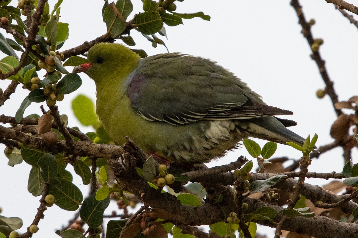 African Green-Pigeon - Anonymous