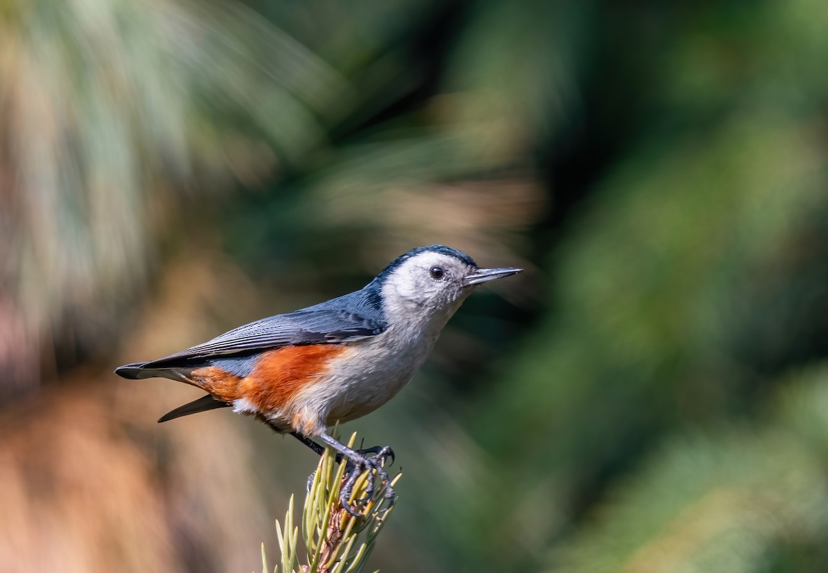White-cheeked Nuthatch - ML506776901