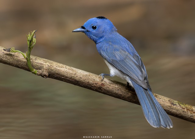 Black-naped Monarch - eBird