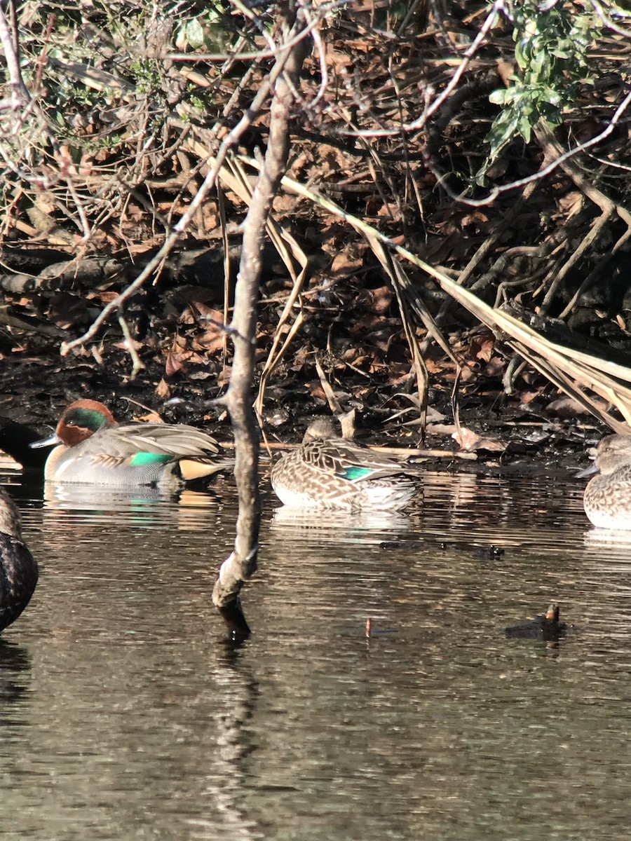 Green-winged Teal - ML506786501