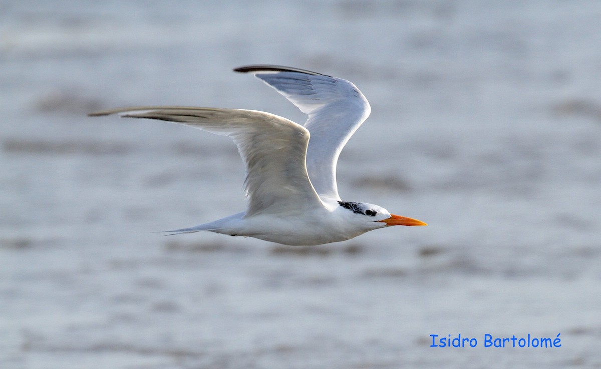 West African Crested Tern - ML506792491