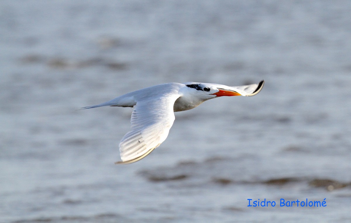 West African Crested Tern - ML506792501