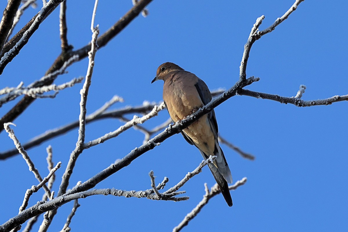 Mourning Dove - Steven Mix