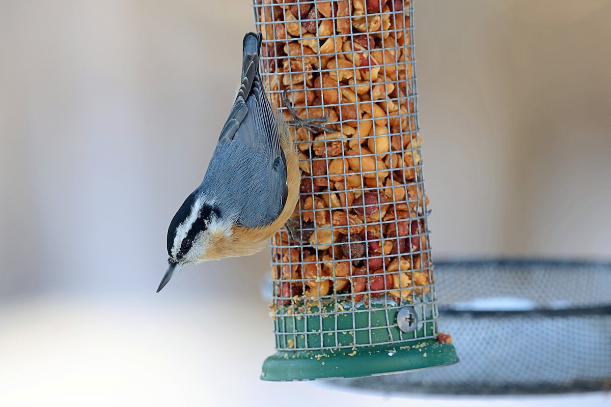 Red-breasted Nuthatch - Steven Mix