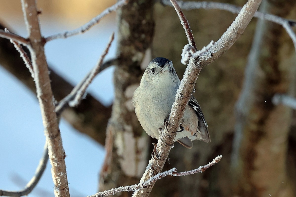 White-breasted Nuthatch - Steven Mix
