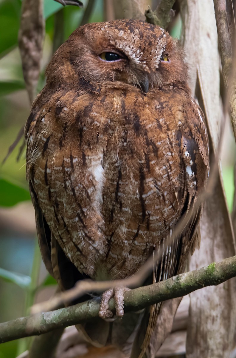 Madagascar Scops-Owl - ML506798761