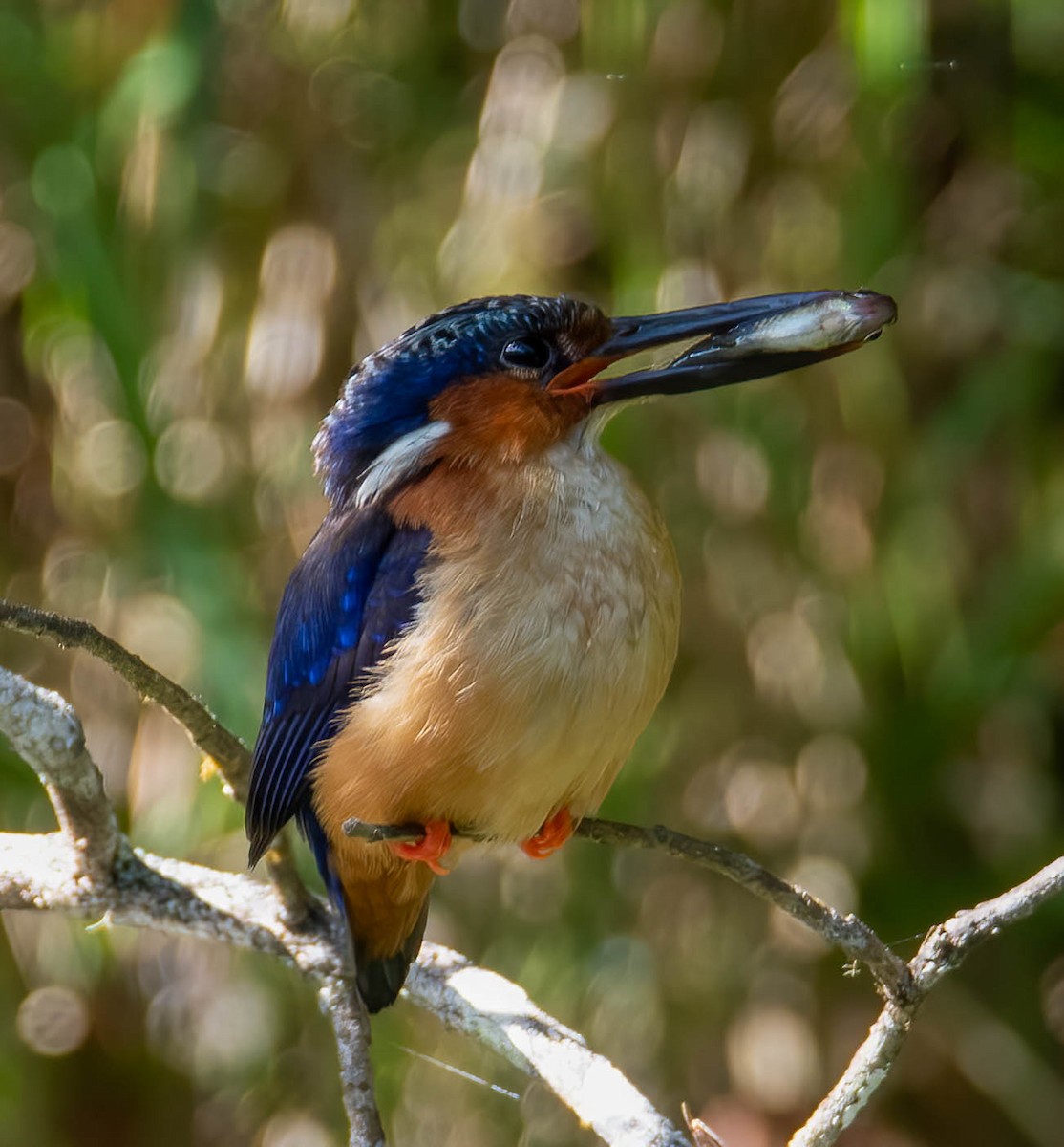 Malagasy Kingfisher - ML506798791