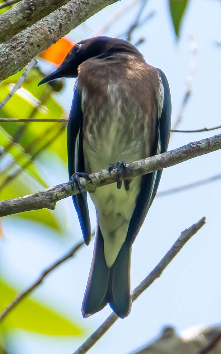 Madagascar Starling - ML506798891