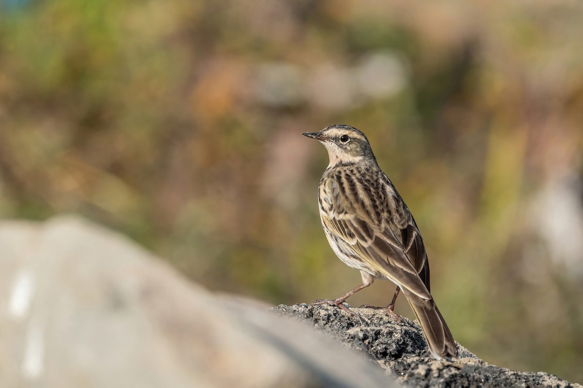 Rosy Pipit - ML506803361