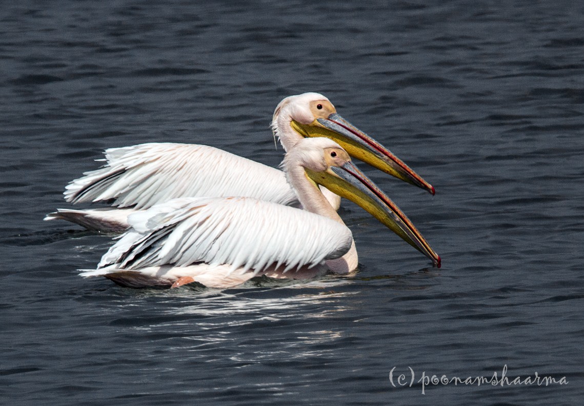 Great White Pelican - Suresh Sharma