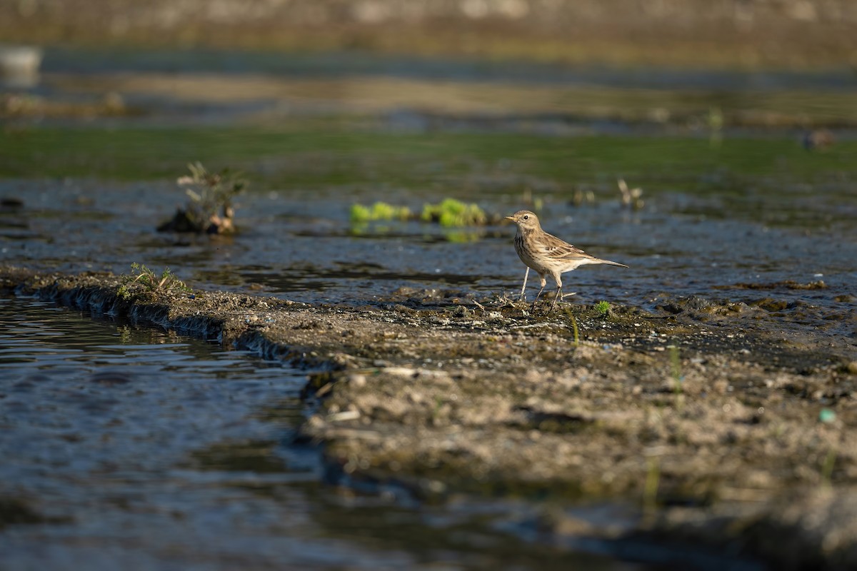 Water Pipit - ML506806131