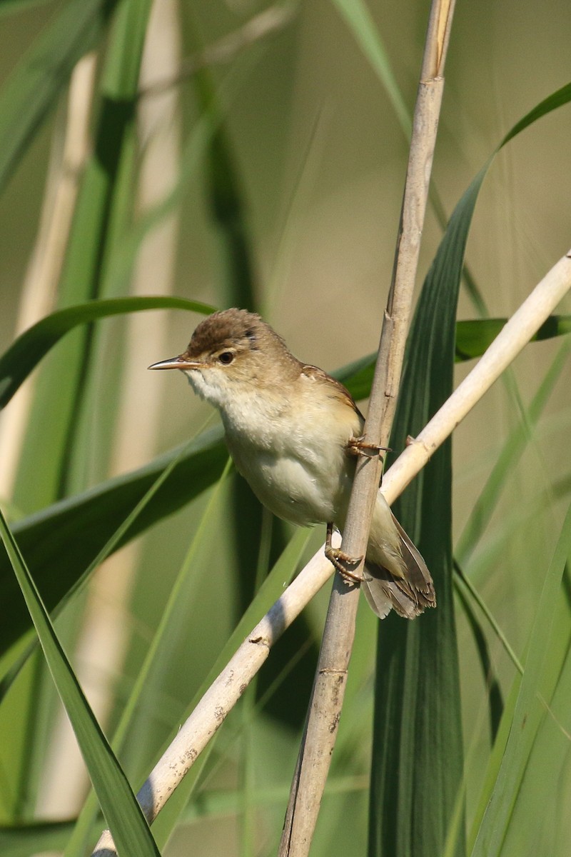 ML506809271 - Common Reed Warbler - Macaulay Library