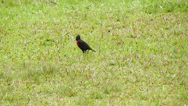 Red-breasted Meadowlark - ML506811101