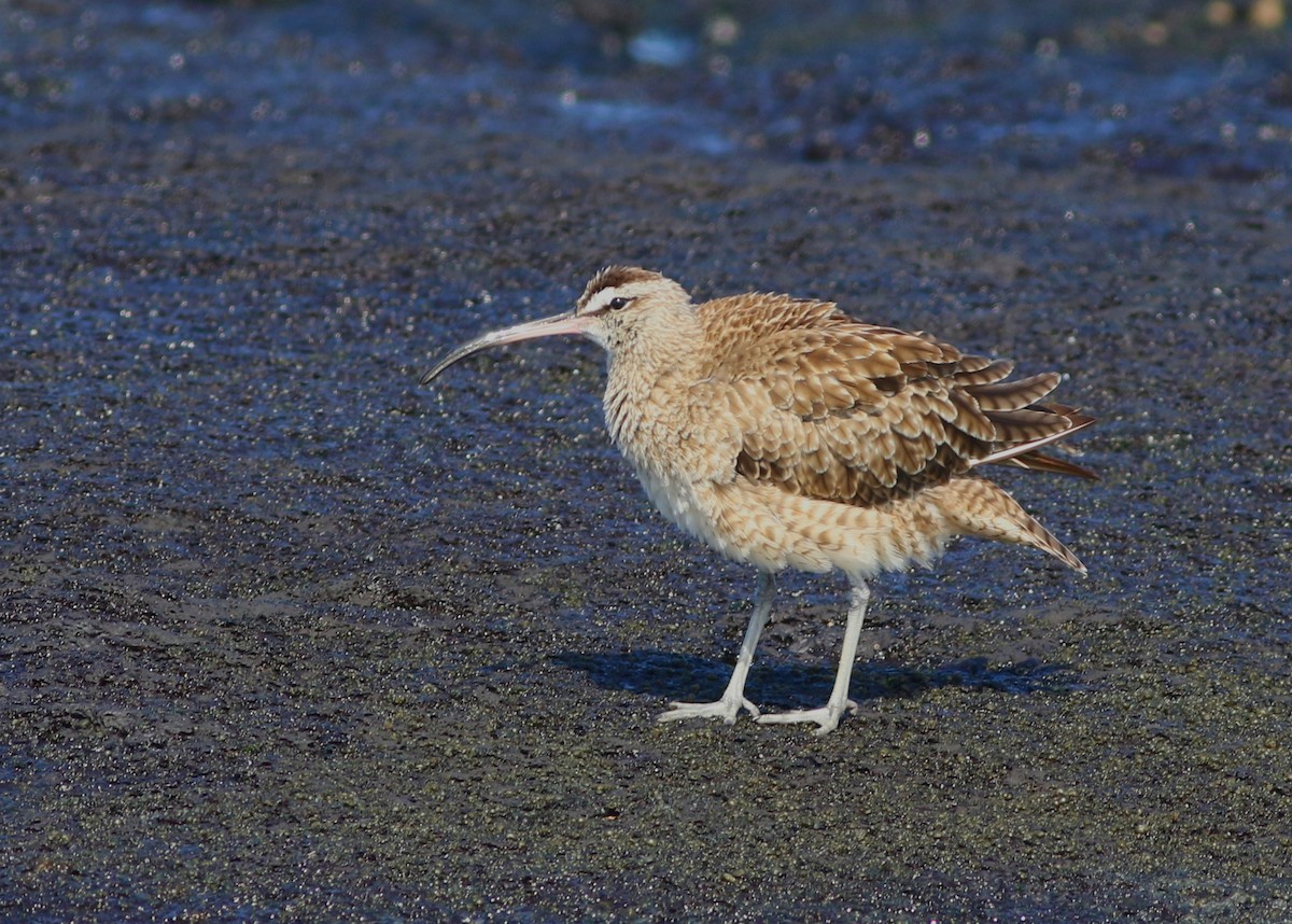 ML506811221 - Whimbrel - Macaulay Library