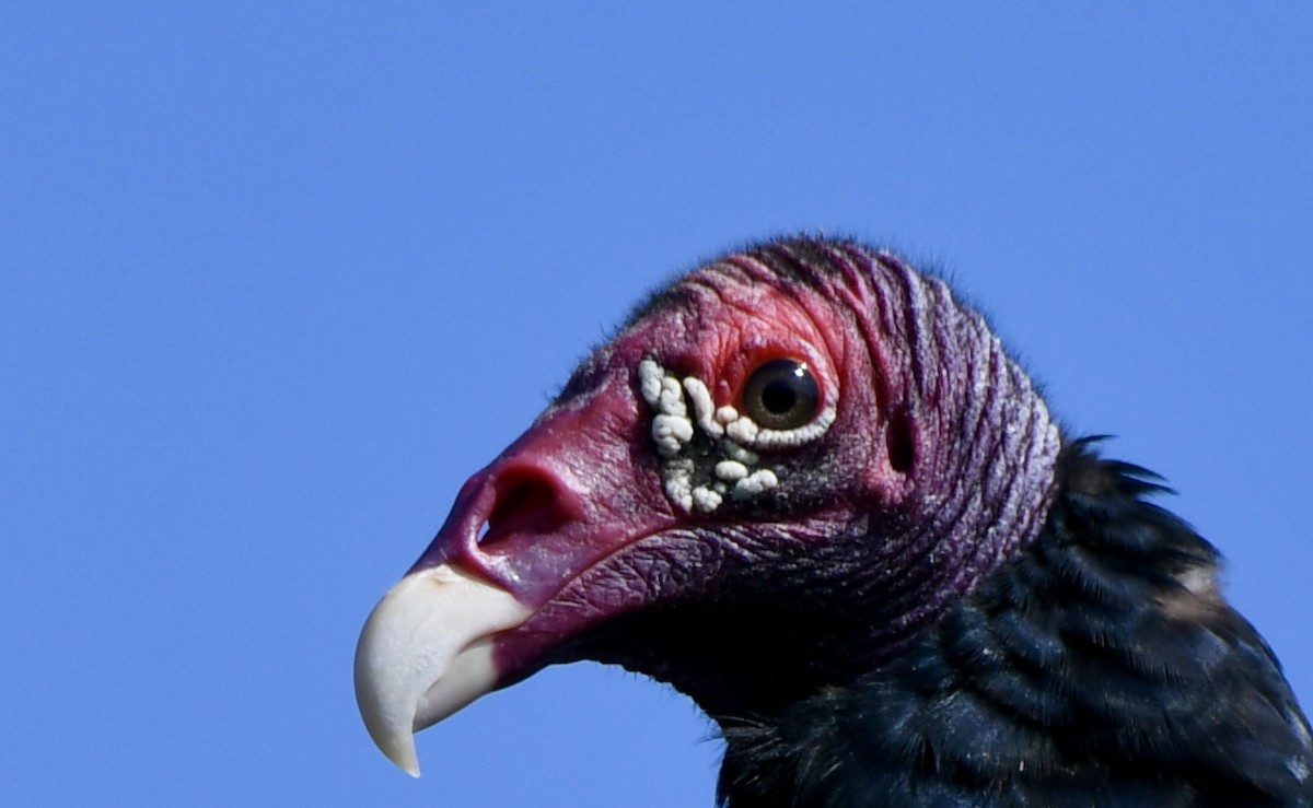 Turkey Vulture - ML506813381