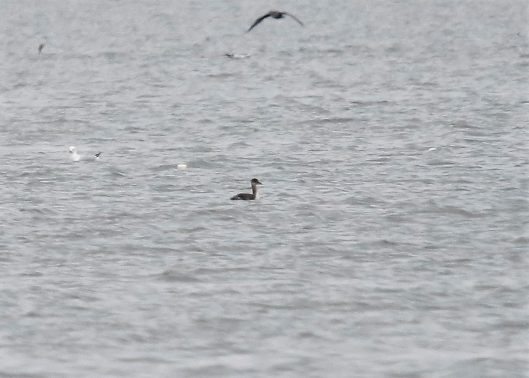 Red-necked Grebe - ML506814271