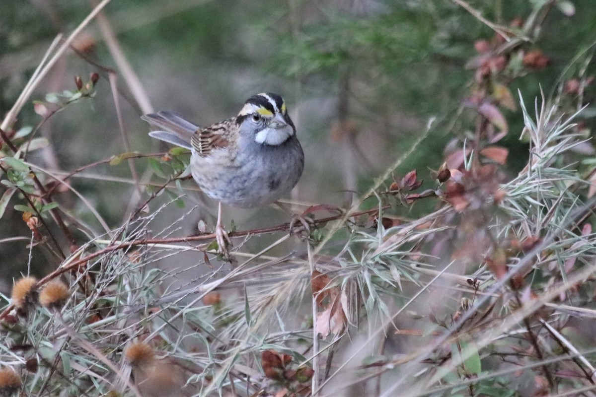 White-throated Sparrow - ML506818261