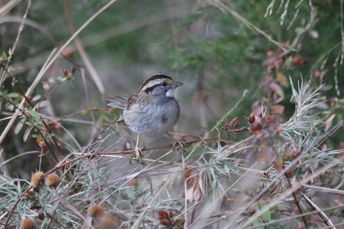 White-throated Sparrow - ML506818271