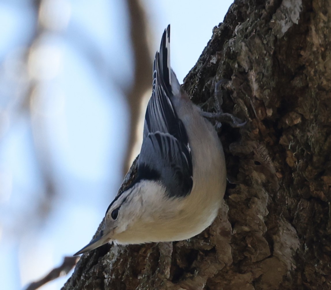 White-breasted Nuthatch - ML506818301