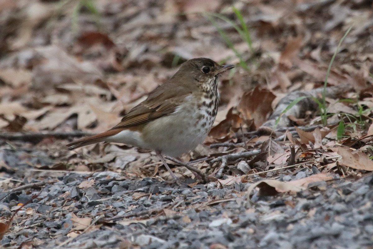 eBird Checklist 24 Nov 2022 International Harvester Managerial Park