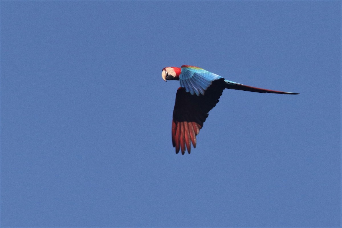 Red-and-green Macaw - ML506824441