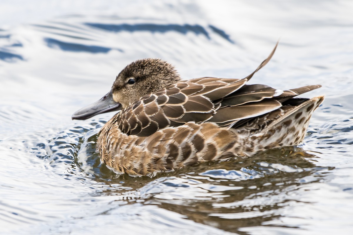 Blue-winged Teal - ML506826751