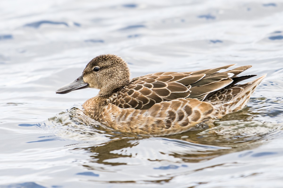 Blue-winged Teal - ML506826761