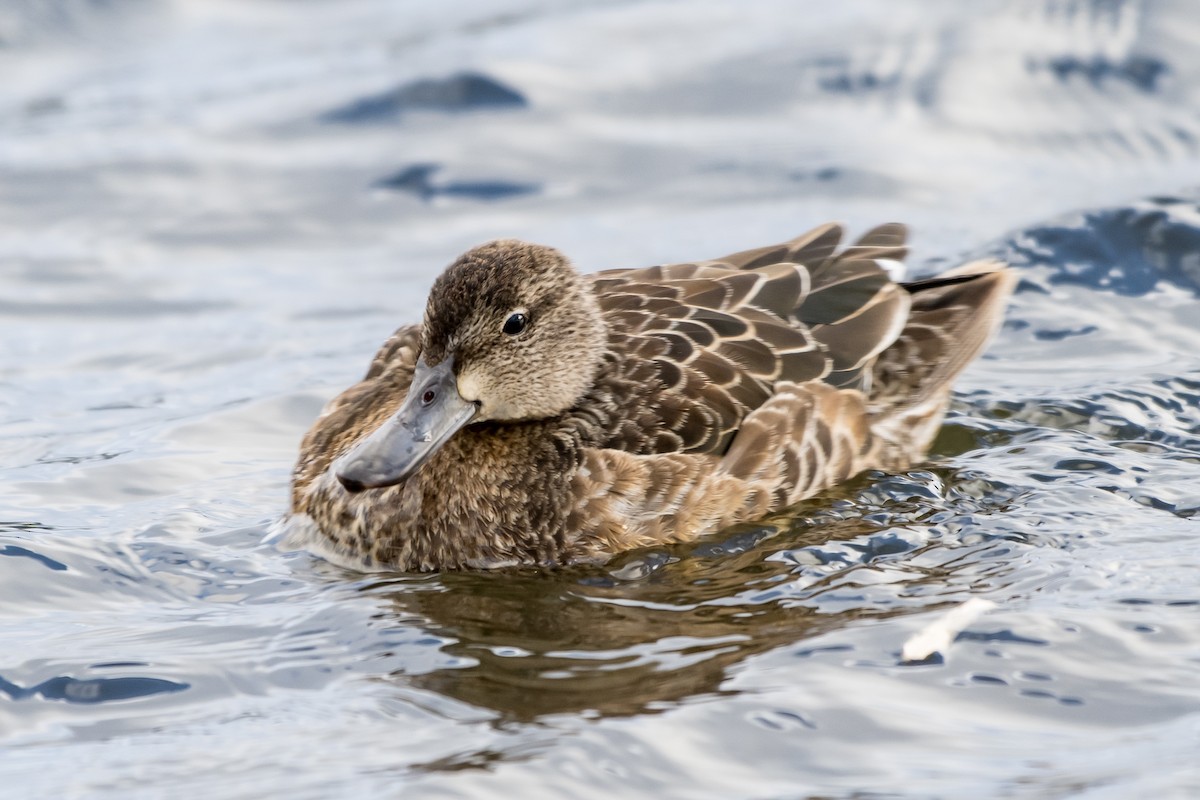 Blue-winged Teal - ML506826771