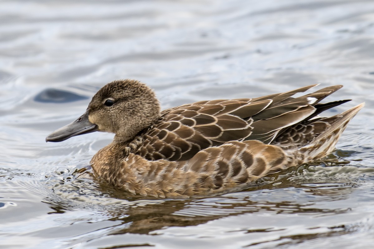 Blue-winged Teal - ML506826781