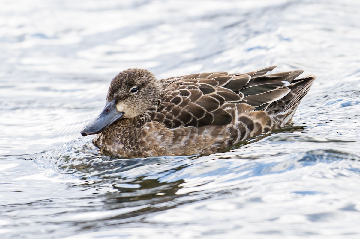 Blue-winged Teal - ML506826791