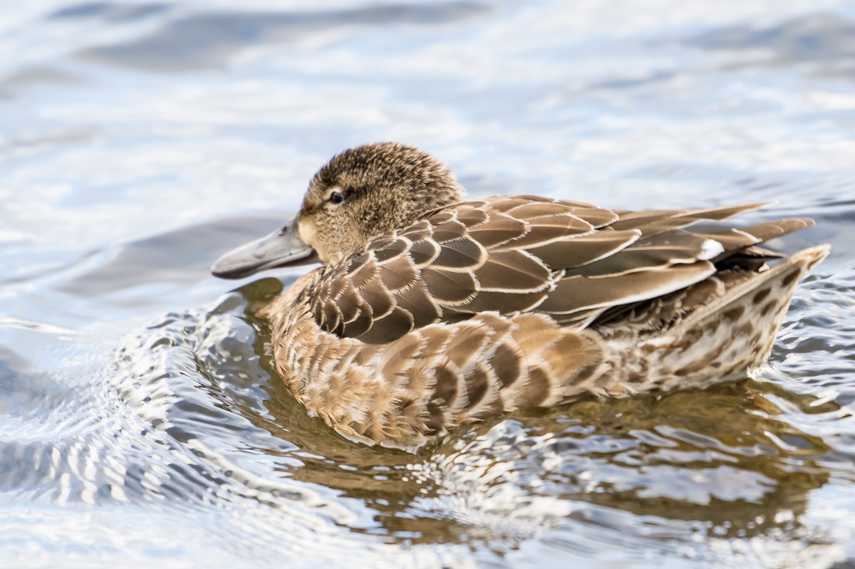 Blue-winged Teal - ML506826801