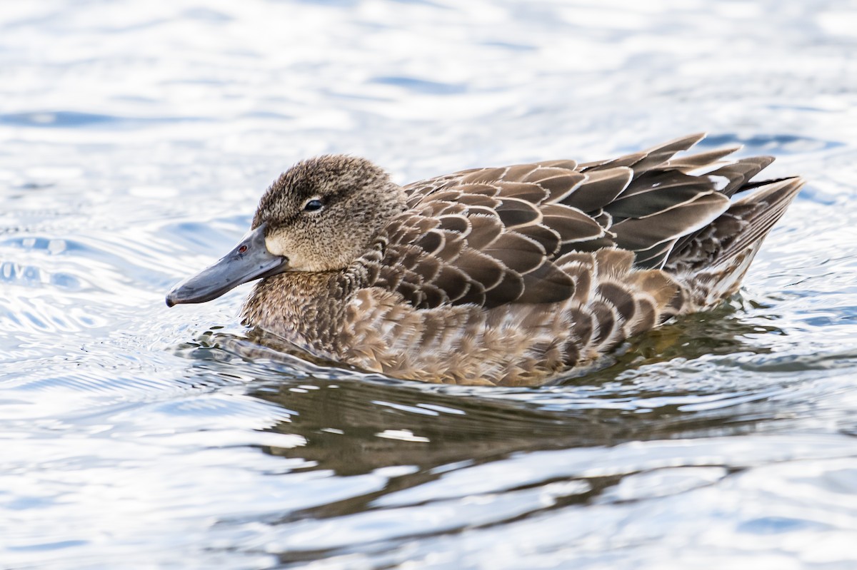 Blue-winged Teal - ML506826811