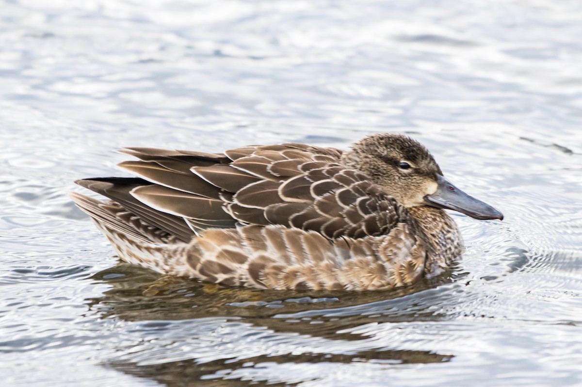 Blue-winged Teal - ML506826821