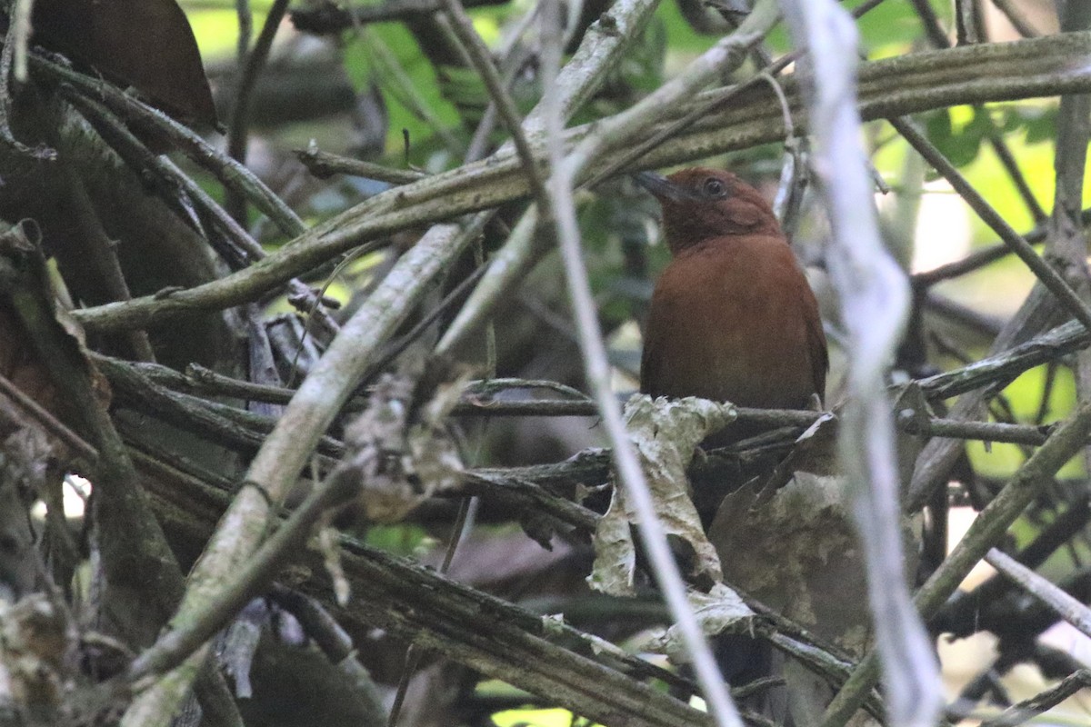 Chestnut-throated Spinetail - ML506827281