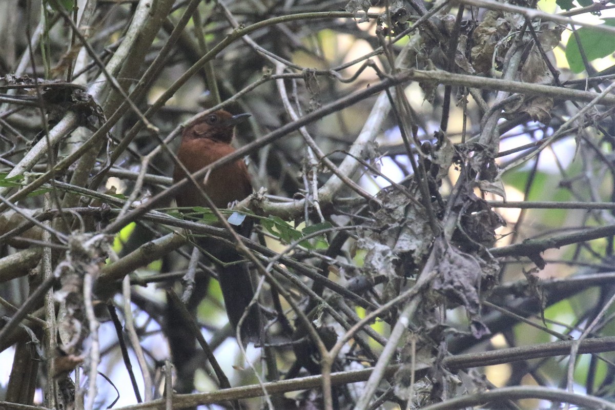 Chestnut-throated Spinetail - Federico Schulz
