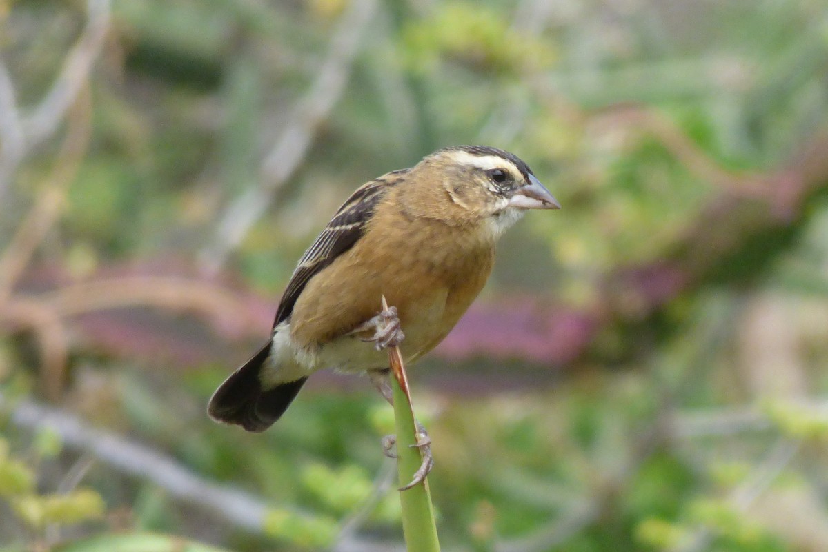 Red-cowled Widowbird - Laurie Koepke