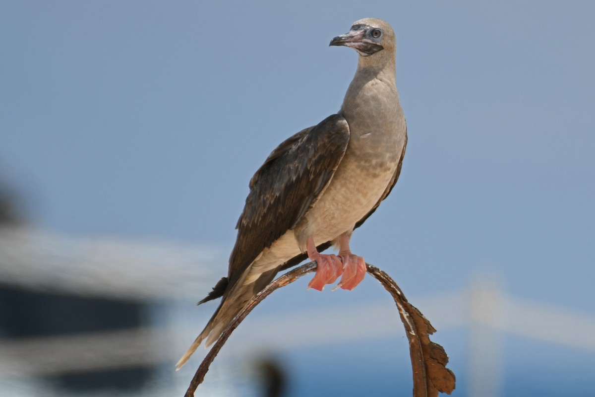Red-footed Booby - ML506833941
